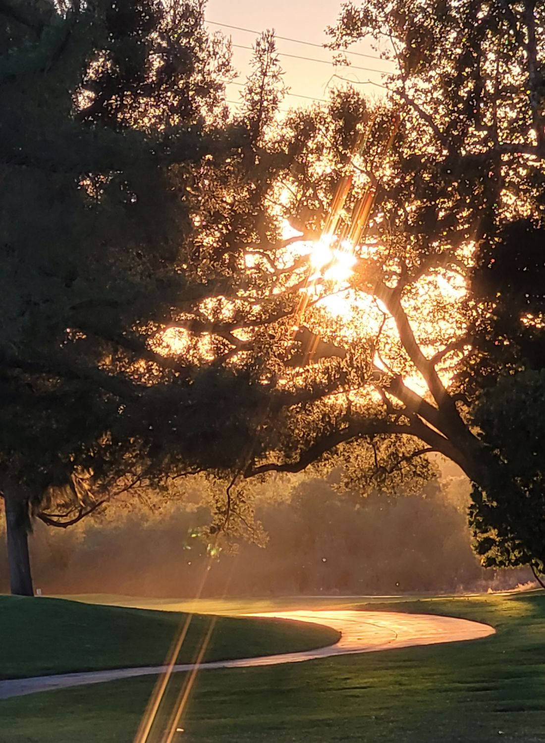 Golf course at dusk with light streaming through oak trees