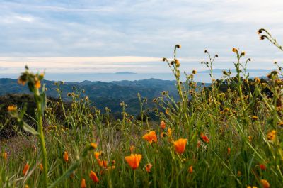 Orange California poppies on hillside with view overlooking nearby mountains